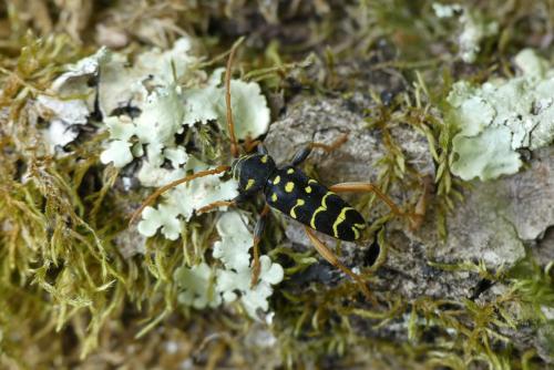 Plagionotus arcuatus
